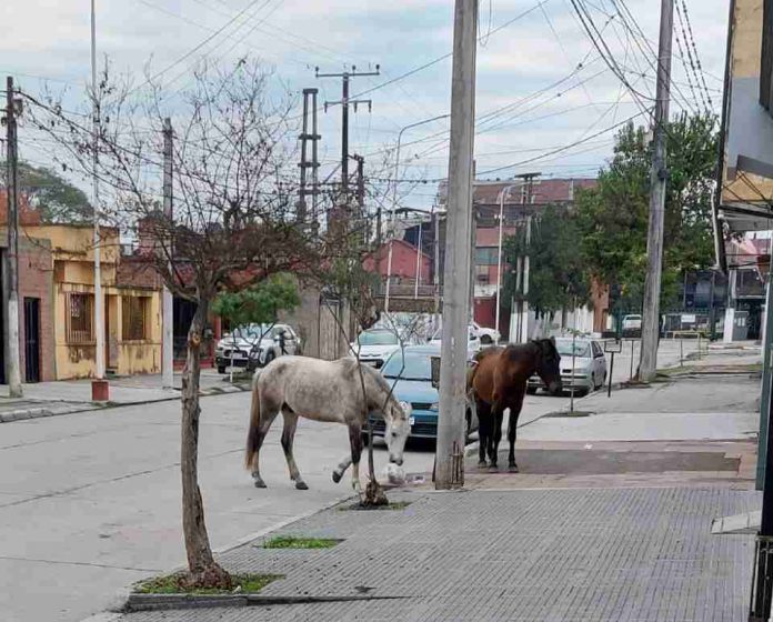 CABALLOS SUELTOS EN MONTEROS