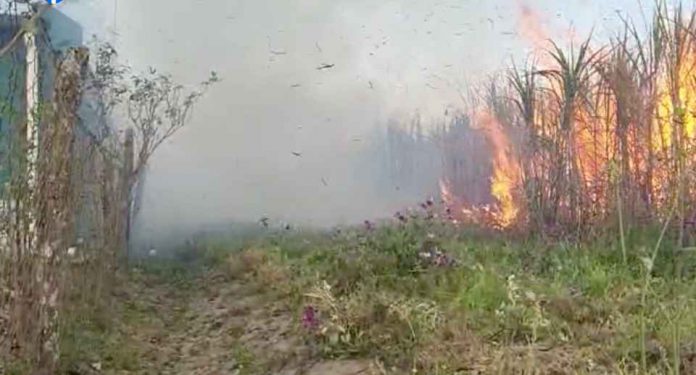 INCENDIO DE CAÑAVERAL EN LEON ROUGES