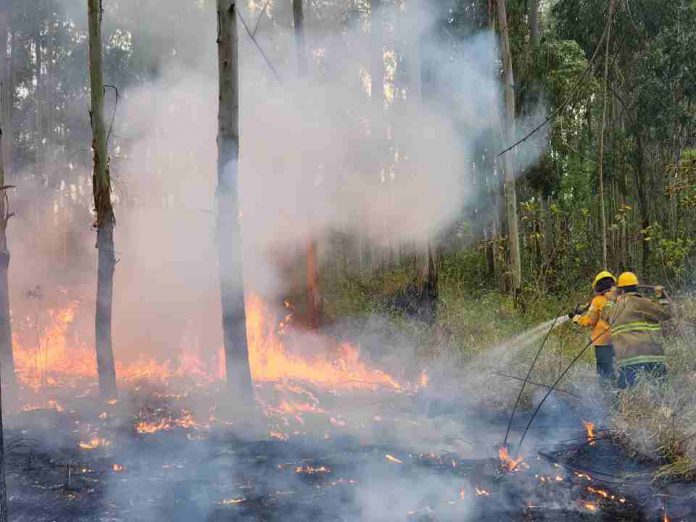 INCENDIOS FORESTALES