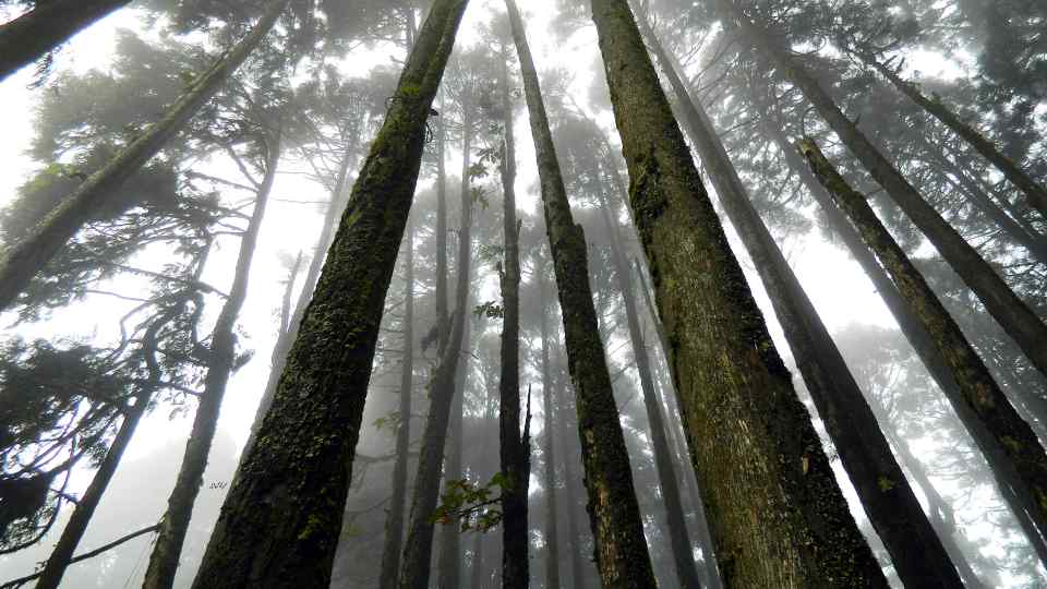 El Bosque de Los Suicidios