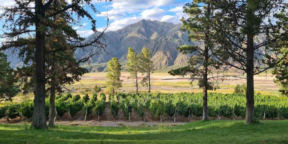 PAISAJE DE VIÑEDOS EN MENDOZA