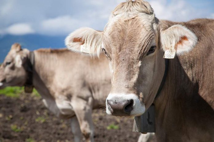 LAS VACAS NO DAN LECHE