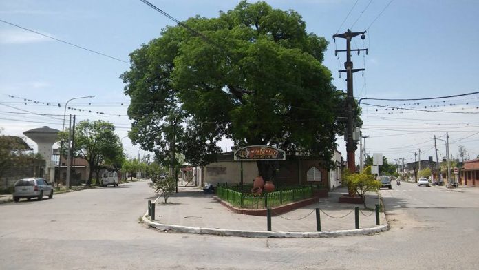 EL PACARA UNO DE LOS ARBOLES DE MONTEROS