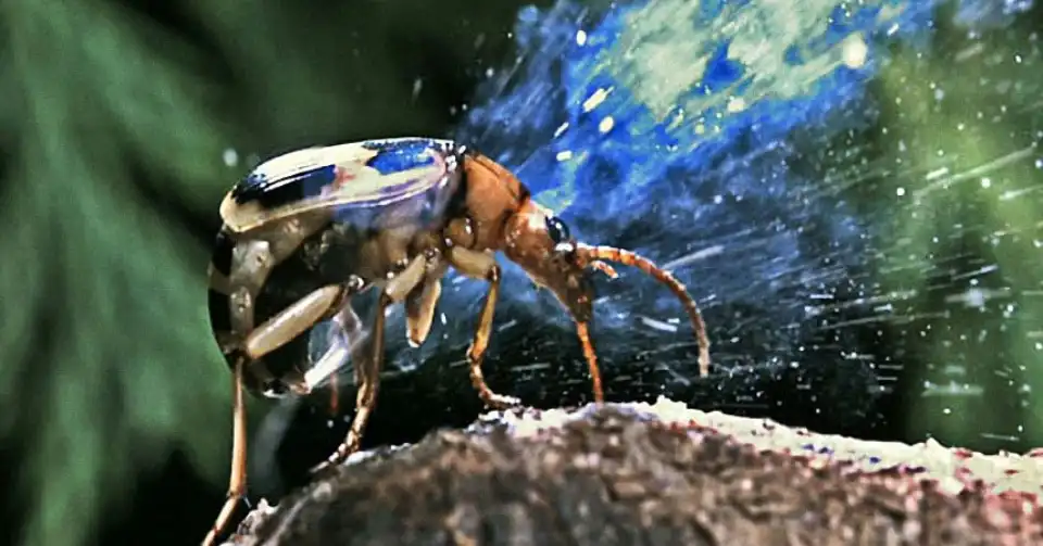 escarabajo-bombardero defendiendose