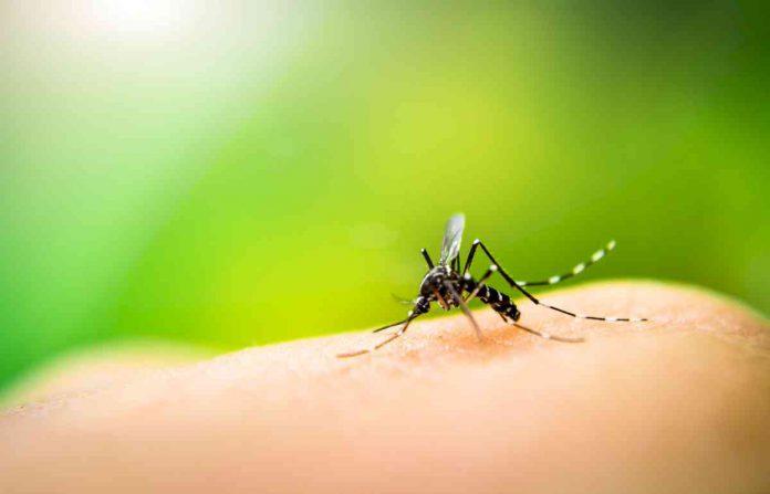 ALERTA DENGUE EN TUCUMAN