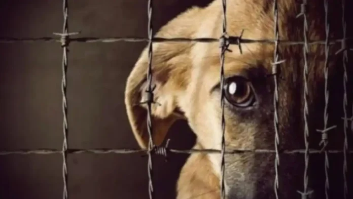 ACTO DE CRUELDAD