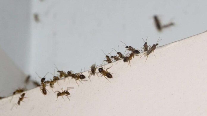 el-truco-casero-que-ayuda-a-eliminar-las-hormigas-del-jardin