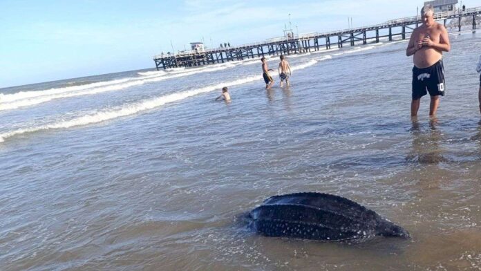 hallazgo-en-la-lucila-del-mar:-encontraron-una-tortuga-gigante-muerta-en-la-playa