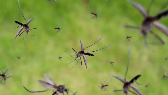 invasion-de-mosquitos-en-buenos-aires-luego-de-las-lluvias:-como-hacer-para-eliminarlos