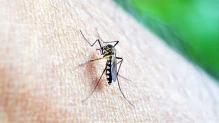 alerta-en-santa-fe-por-un-fuerte-aumento-de-casos-de-dengue